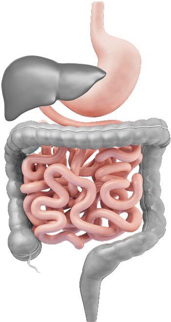 gastrointesstinal tract